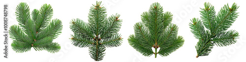 Set of Realistic Green Spruce Branches for Christmas and New Year on transparent background cutout, PNG file.