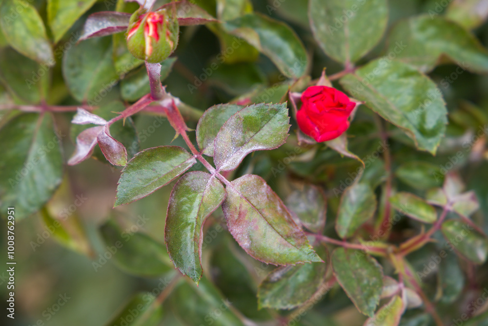 powdery mildew on red rose, rose diseases powdery mildew on red rose, rose diseases