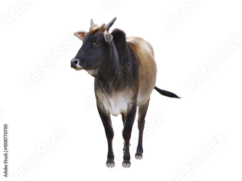 Obraz na plátně zebu isolated on white background