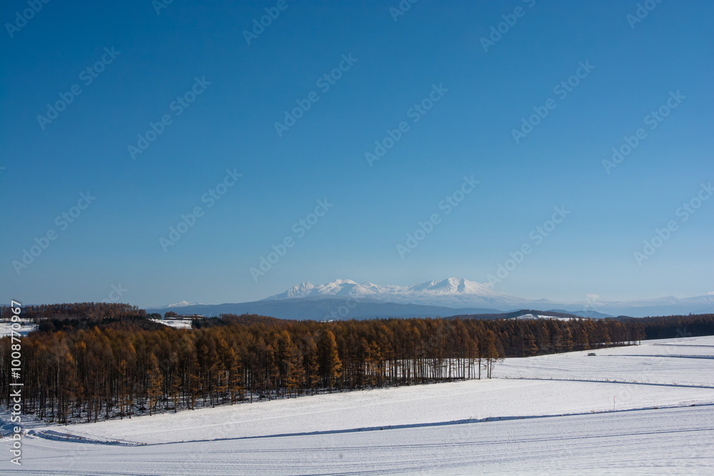 黄金色のカラマツ林と雪山　大雪山