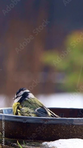 bird blue tit takes a bath, vertical video
