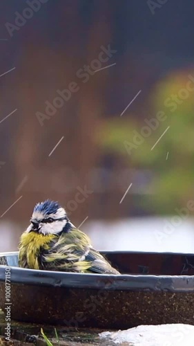 bird blue tit takes a bath, vertical video
