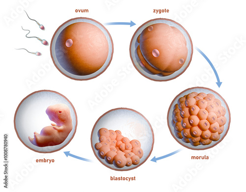 Konstfotografi Human fertilization and embryonic development