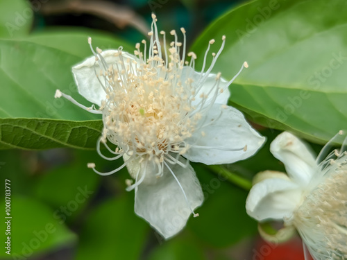 A close-up of the white guava flower (Psidium guajava) reveals its delicate beauty, with soft white petals radiating around a center bursting with fine, thread-like stamens. photo