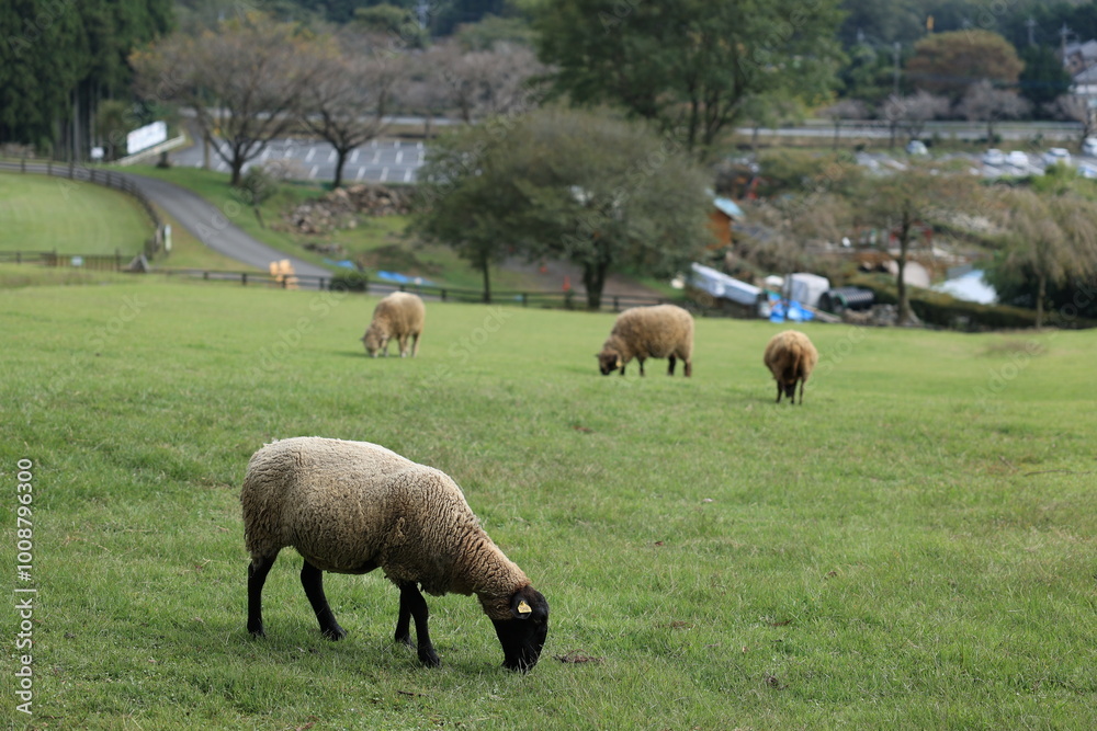 sheep and lambs sheep and lambs