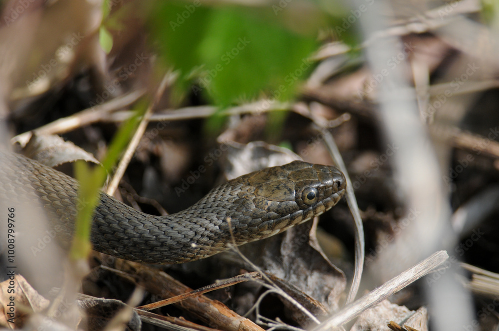 Rat Snake close up on the ground Rat Snake close up on the ground