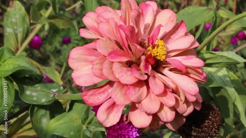 Zinnia Elagans beautiful garden flowers photo