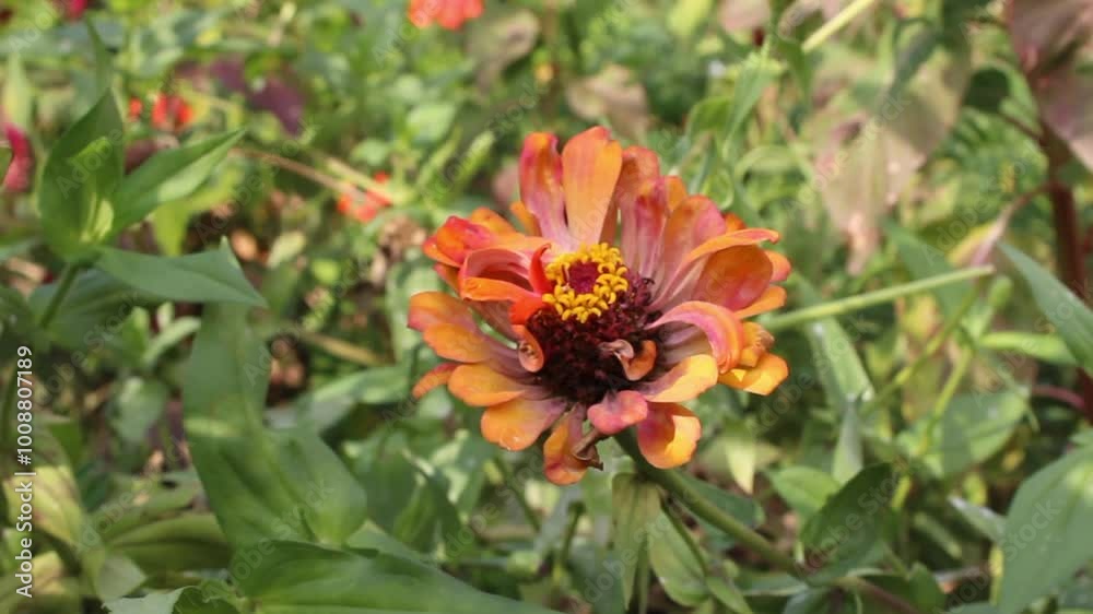Zinnia Elagans beautiful garden flowers Zinnia Elagans beautiful garden flowers