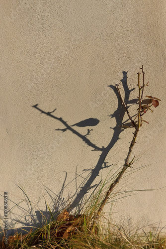 ombra di arbusto su muro di pietra