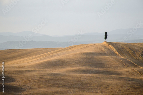 albero solitario nelle crete senesi