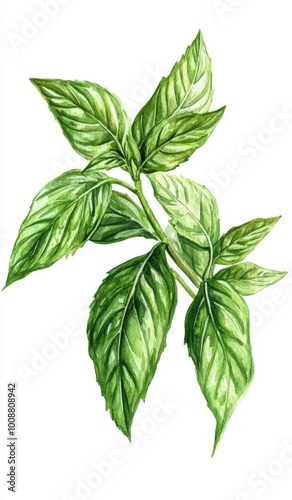 An old botanical illustration of mint isolated on a transparent background