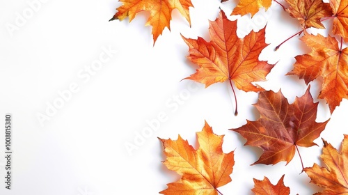 autumn leaves on white background.