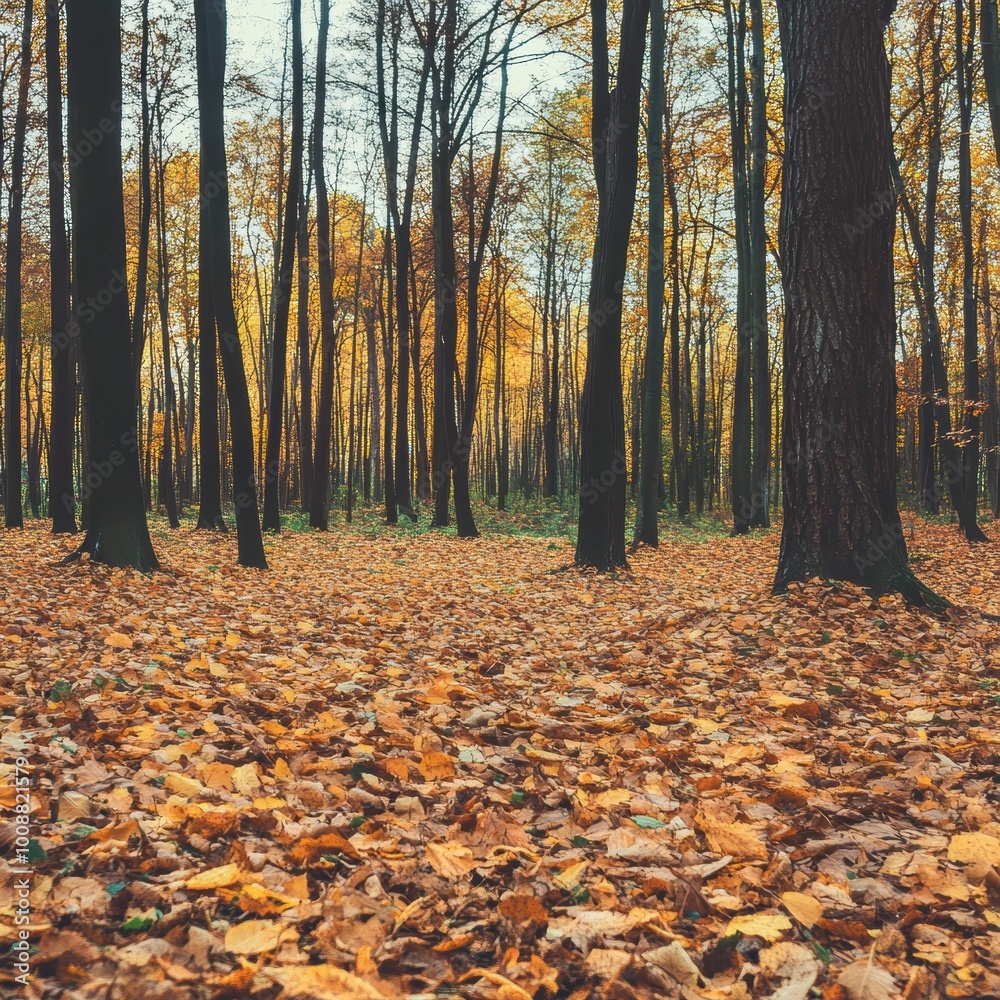 Fototapeta premium Vibrant Autumn Forest with Fallen Leaves