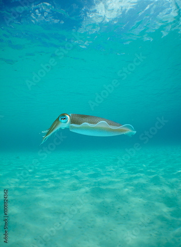 a squid in the crystal clear waters of the Caribbean sea