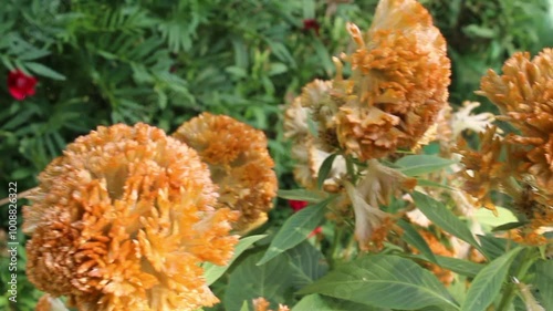 Celosia argentea, Silver cock's comb or cockscomb flowers, seeds and plants