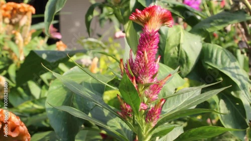 Celosia argentea, Silver cock's comb or cockscomb flowers, seeds and plants