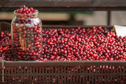 Freshly harvested cranberries displayed in a basket at a farm market during autumn