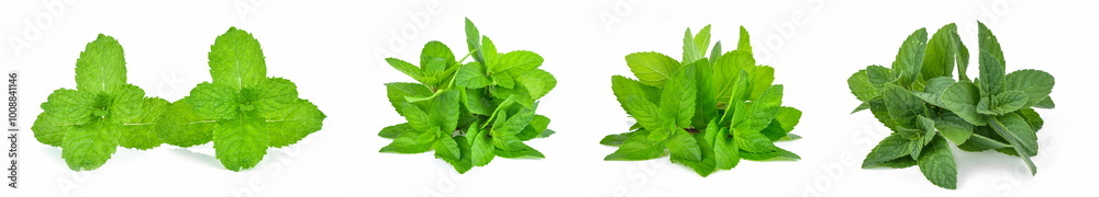 nature green leafs isolated white background
nature green leafs isolated white background