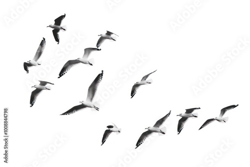 Seagulls flying in white sky