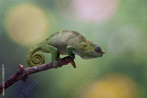Fototapeta Naklejka Na Ścianę i Meble -   Fischer chameleon on a tree branch
