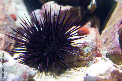 ムラサキウニ