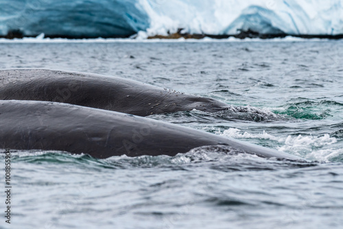 Close-up of the back of a diving humpback whale -Megaptera novaeangliae- including the dorsal fin and blow hole. Image taken in the Graham passage, near trinity island, in the Antarctic peninsula. photo