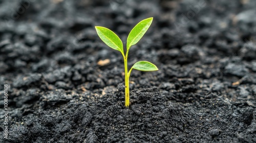 Tiny Green Plant Sprout Growing in Dark Soil New Life Nature Growth