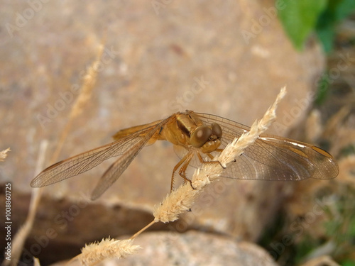 Libellula del laghetto