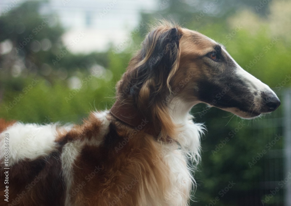 Borzoi windhound dog. Windhund barsoi Borzoi windhound dog. Windhund barsoi