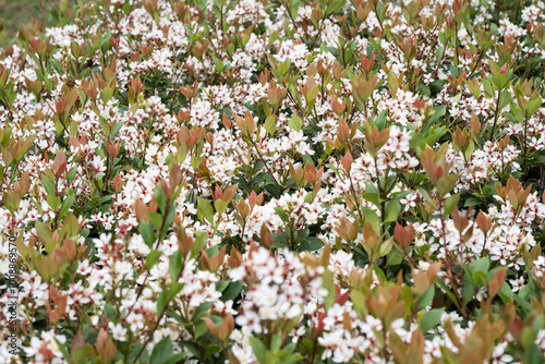 Beautiful Tashiro Indian Hawthorn flowers. photo