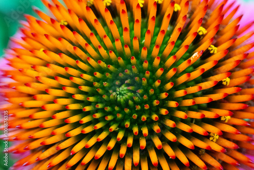 Close up of a cone flower
