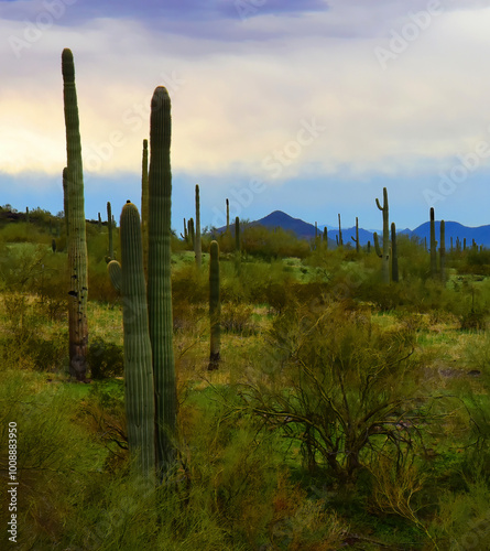 After The rain Sonora Desert Arizona Picacho Peak State Park photo