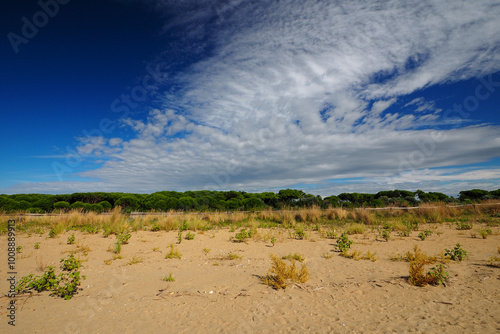 Pinienwald am Strand von Cavallino am Adriatischen Meer, Region Venezien, Italien photo