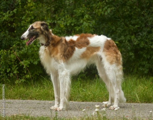 Borzoi windhound dog. Windhund barsoi, 