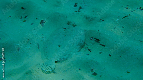 Wide-eyed flounder (Bothus podas) undersea, Aegean Sea, Greece, Alonissos island, Chrisi Milia beach photo