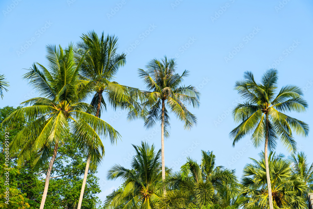 Lush palm trees swaying gently in the tropical breeze under a clear blue sky during a sunny day Lush palm trees swaying gently in the tropical breeze under a clear blue sky during a sunny day