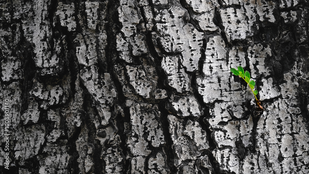 Tree bark texture with fresh green leaves from trunk. Natural background and texture for design. Tree bark texture with fresh green leaves from trunk. Natural background and texture for design.