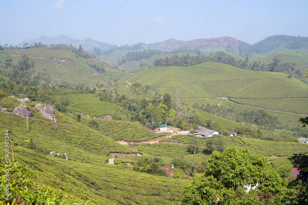 Fototapeta premium Plantations de Thé dans les collines du Kerala près de la ville de Munnar