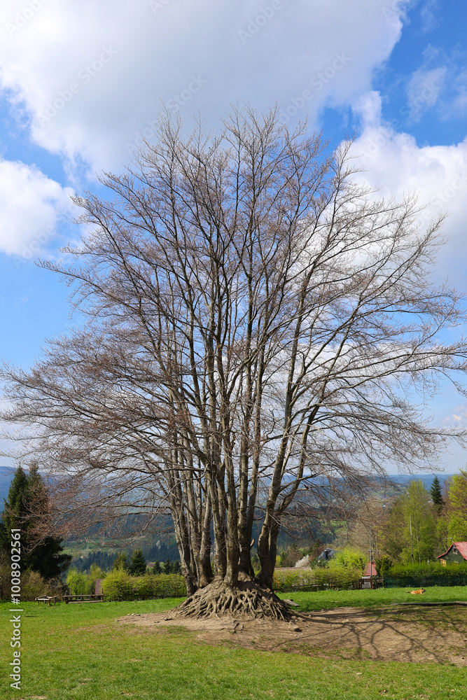 Alone tree