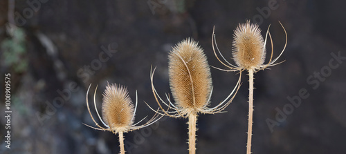 Three flowers of wild teasel or fuller's teasel