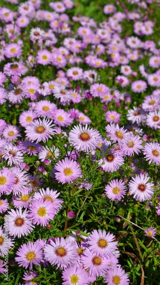 Beautiful purple flowers Symphyotrichum novi-belgii. New York aster. Floral background.