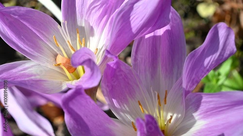 Beautiful purple flowers of Colchicum stevenii, Steven's meadow saffron. photo