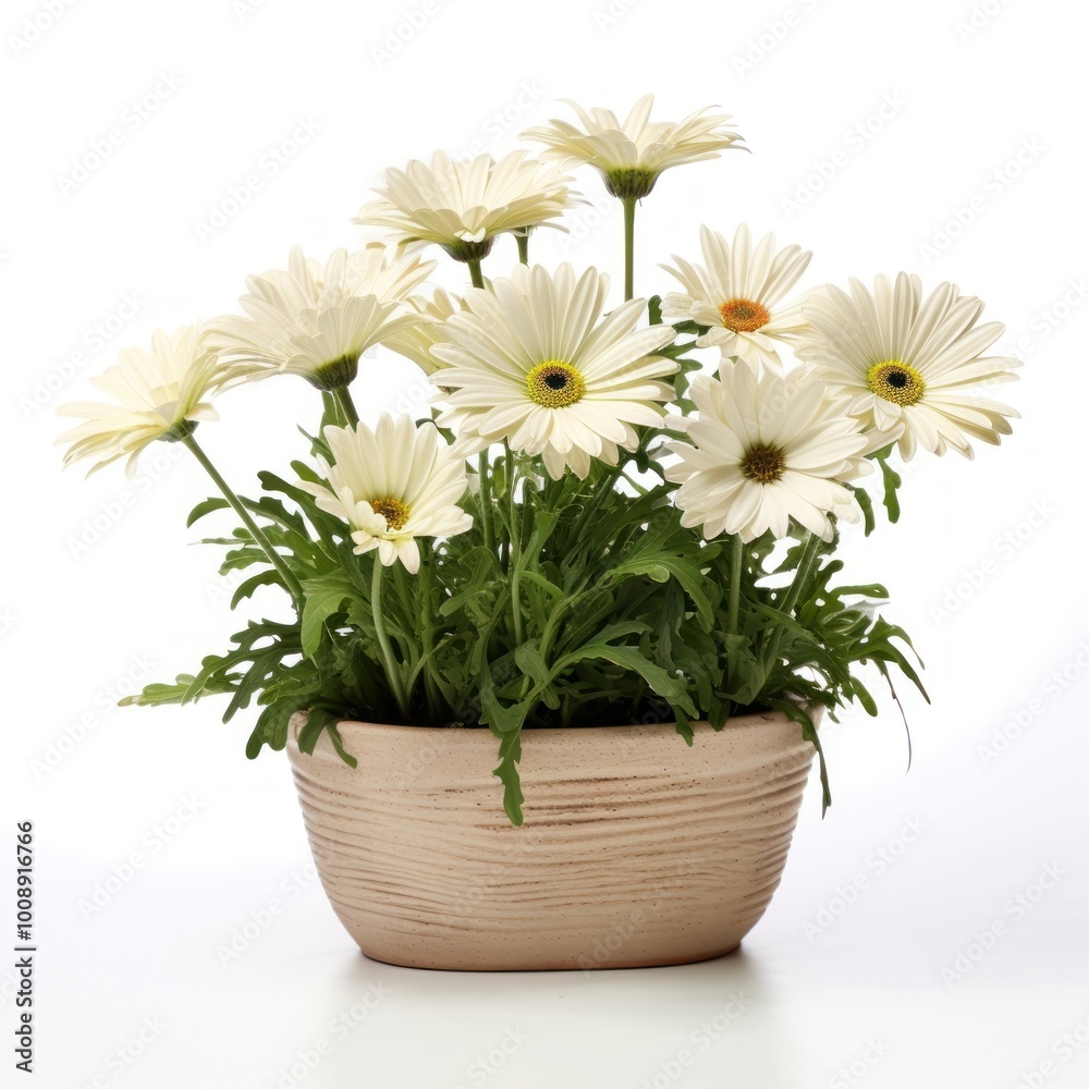 Elegant daisies in ceramic pot Elegant daisies in ceramic pot