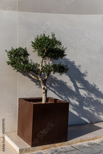 Bonsai Olea Europaea, olive or olive tree photo