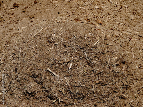 bagasse, dry fiber byproduct of sugarcanes, used as biofuel.Bagasse is a residue from sugar and rum industries