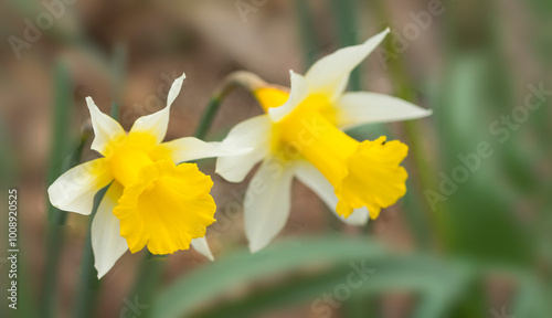 yellow daffodils in spring