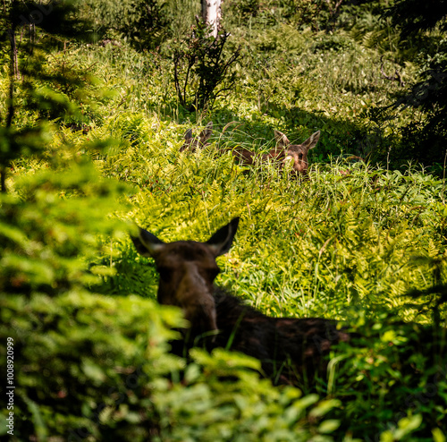 Moose in the Forest, Canada photo