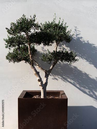 Bonsai Olea Europaea, olive or olive tree photo