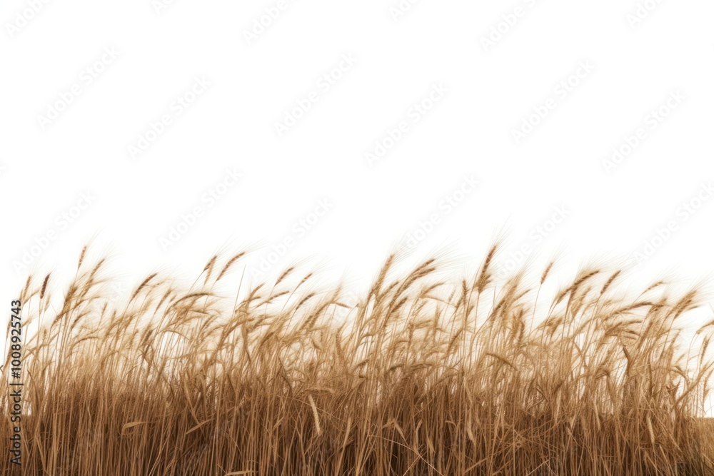 Obraz premium Golden wheat field isolated background