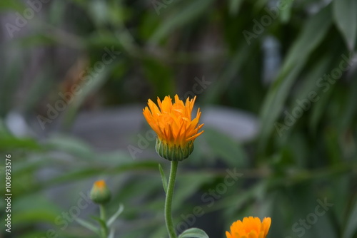 Calendula officinalis. An orange flower has grown among the green vegetation and leaves. It has a long thin stem with narrow green leaves and a flower with long narrow petals. photo